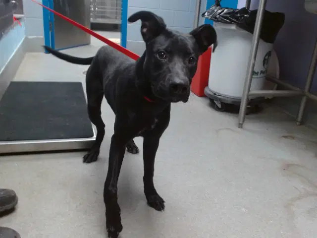 Timmy - Labrador Retriever