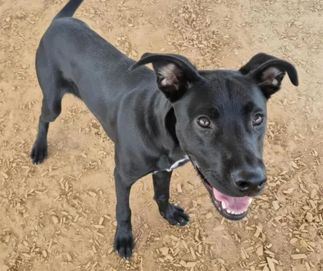 Timmy - Labrador Retriever