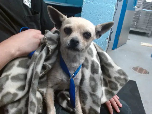 Chula - Toy Fox Terrier