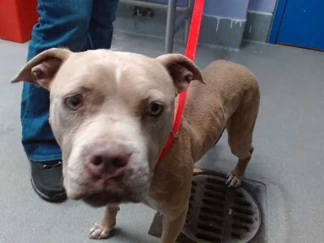 Mystique - Pit Bull Terrier