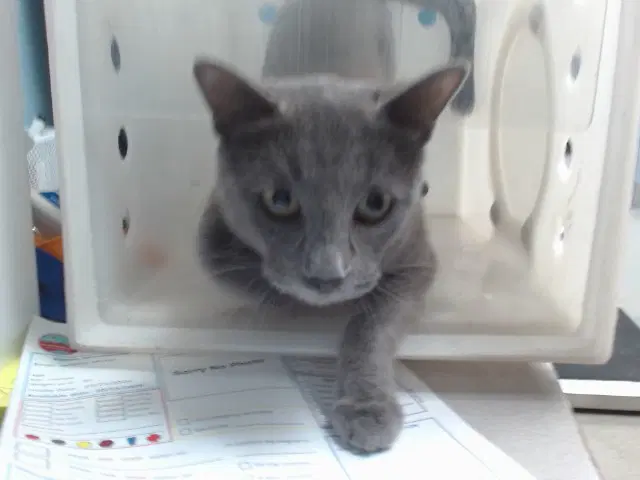 Mia - Domestic Medium Hair