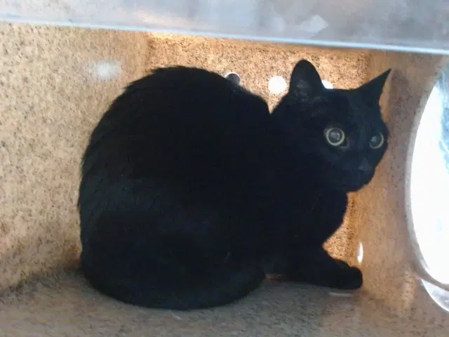 Juno - Domestic Short Hair