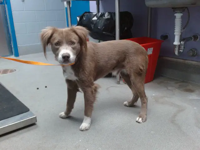 Cosmo - Labrador Retriever