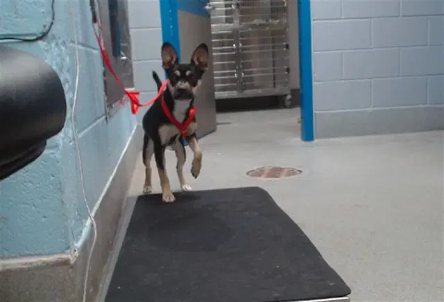 Mary Ann - Australian Kelpie