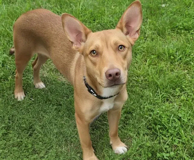 Peppermint - Pit Bull Terrier