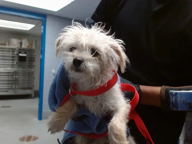 Mark - Poodle (Miniature)
