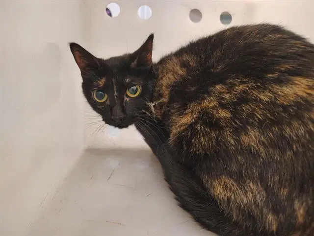 Mini - Domestic Short Hair