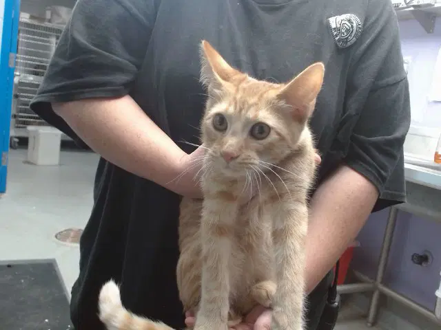 Elroy - Domestic Short Hair