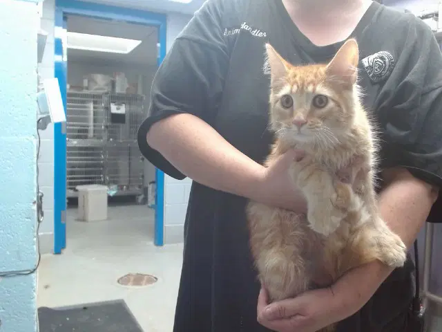 Roony - Domestic Medium Hair