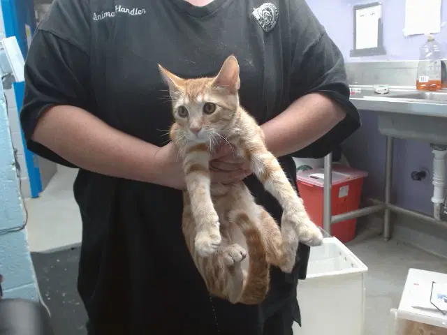 Orion - Domestic Short Hair