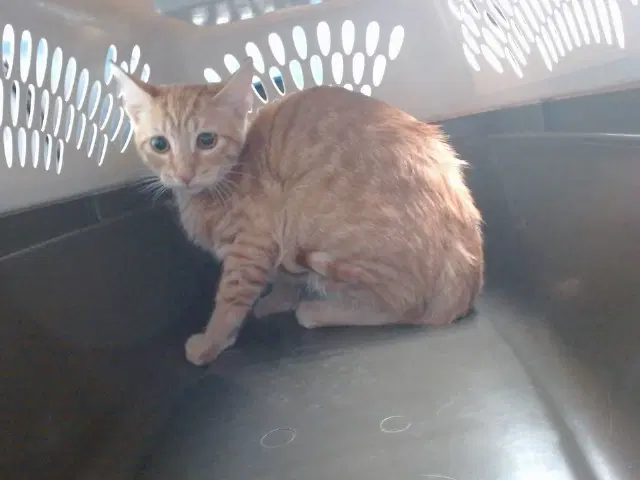 Nori - Domestic Short Hair