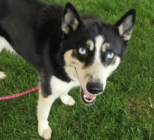 Katara - Husky