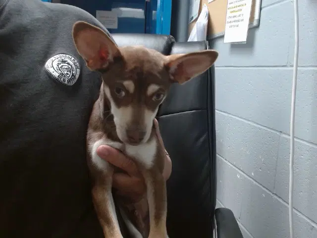 Craig - Miniature Pinscher