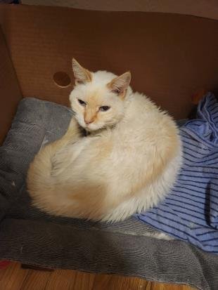 adoptable Cat in Albuquerque, NM named SAMMY