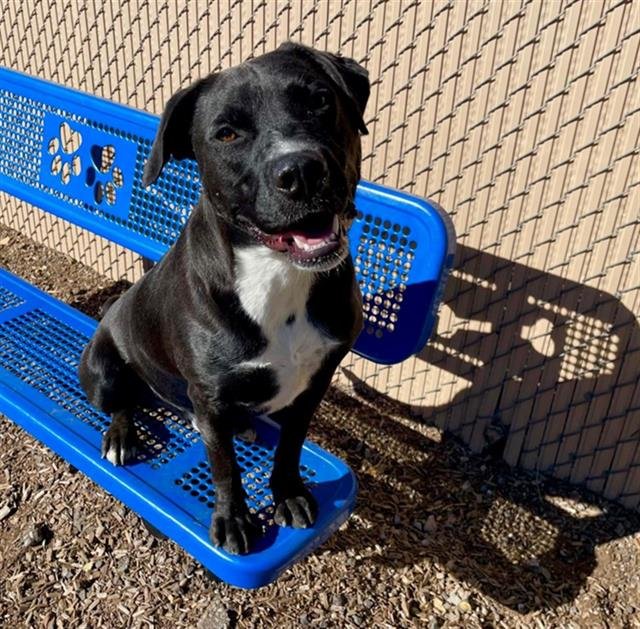 adoptable Dog in Albuquerque, NM named ROCKY