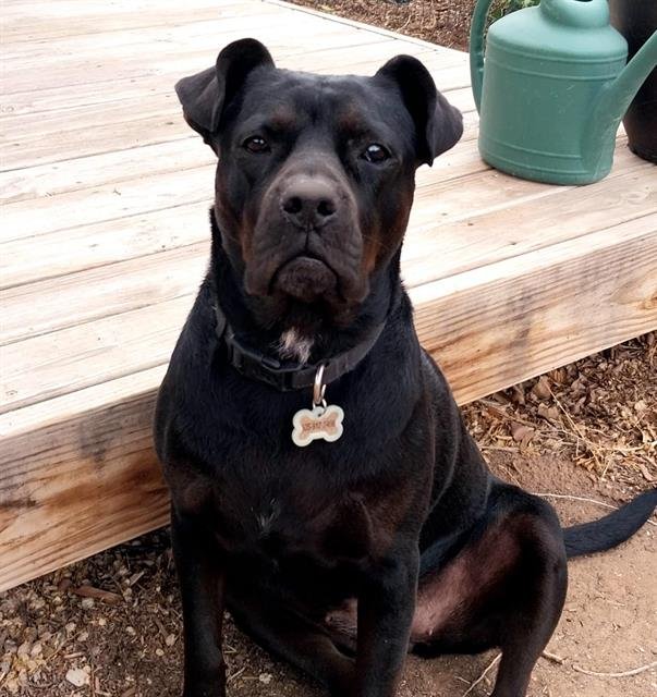 adoptable Dog in Albuquerque, NM named SAJA