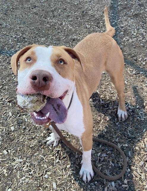 adoptable Dog in Albuquerque, NM named WINIFRED