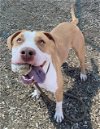 adoptable Dog in , NM named WINIFRED
