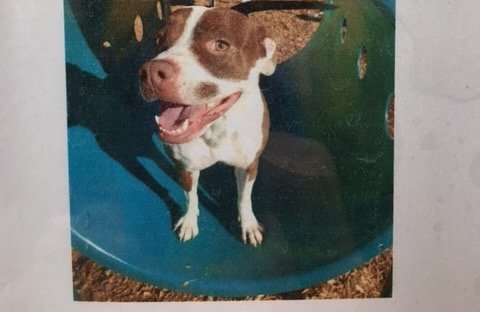adoptable Dog in Albuquerque, NM named ROXIE