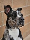 adoptable Dog in , NM named RAIDER