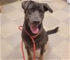 adoptable Dog in , NM named BODHI