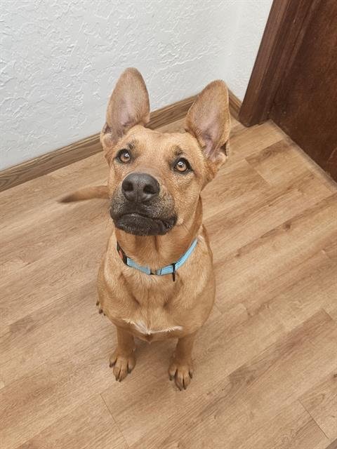 adoptable Dog in Albuquerque, NM named XENA