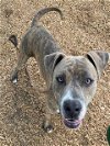 adoptable Dog in albuquerque, NM named DANIELS