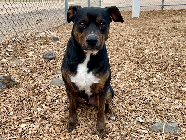 adoptable Dog in Albuquerque, NM named RUE