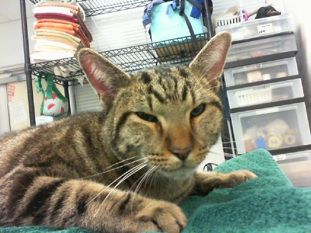adoptable Cat in Albuquerque, NM named OLIVER