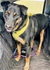 adoptable Dog in , NM named RONDO
