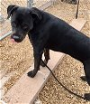 adoptable Dog in , NM named STELLA ROSE