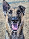 adoptable Dog in , NM named PEBBLES