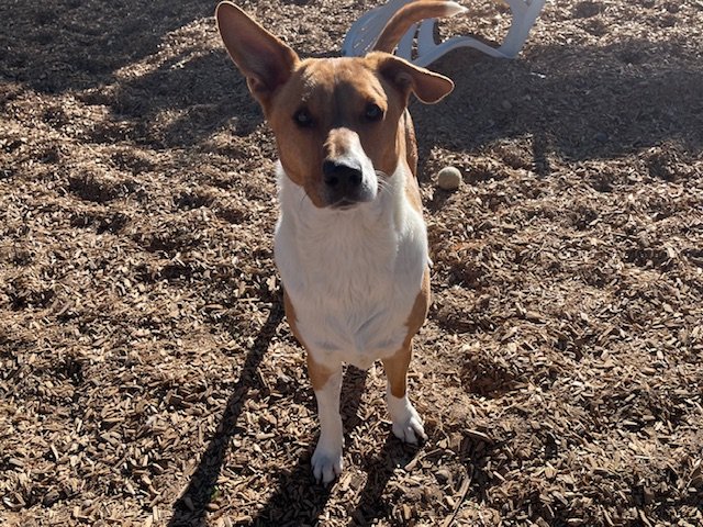 adoptable Dog in Albuquerque, NM named SCOOBY