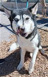 adoptable Dog in , NM named SERENA