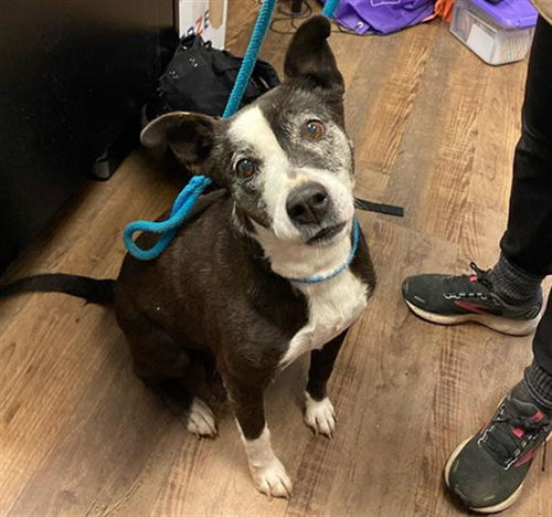 picture of the dog needing adoption
