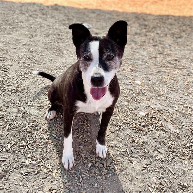 adoptable Dog in Albuquerque, NM named GIRLY