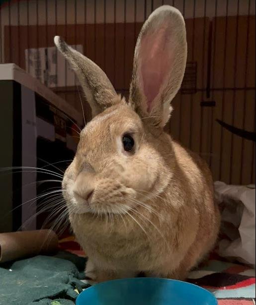 adoptable Rabbit in Albuquerque, NM named SANDWICH