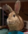 adoptable Rabbit in , NM named SANDWICH