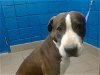 adoptable Dog in , NM named MOO COW
