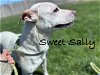 adoptable Dog in , NM named SALLY