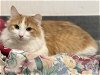 adoptable Cat in albuquerque, NM named FARAMIR