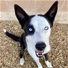 adoptable Dog in , NM named ONI