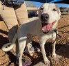 adoptable Dog in albuquerque, NM named ZOEY