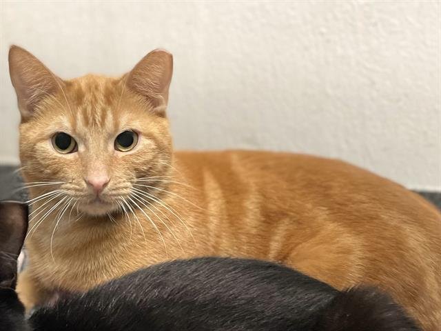 adoptable Cat in Albuquerque, NM named BOROMIR