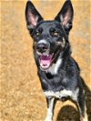 adoptable Dog in , NM named PINEAPPLE