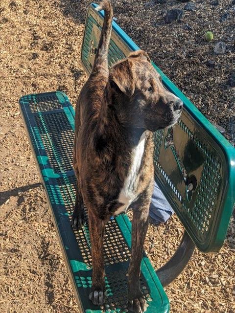 adoptable Dog in Albuquerque, NM named NIKO
