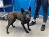 adoptable Dog in , NM named MIKO