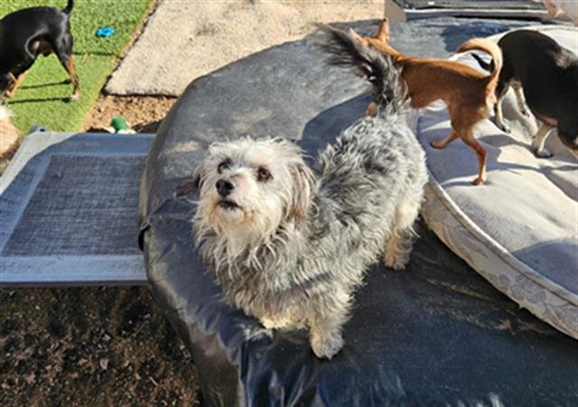 adoptable Dog in Albuquerque, NM named PELUVO