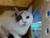 adoptable Cat in , NM named SNOW WHITE