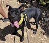 adoptable Dog in , NM named LILA ROSE